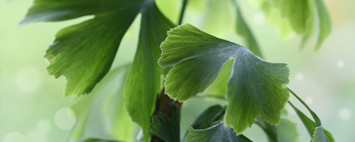Ginkgo Biloba Blätter